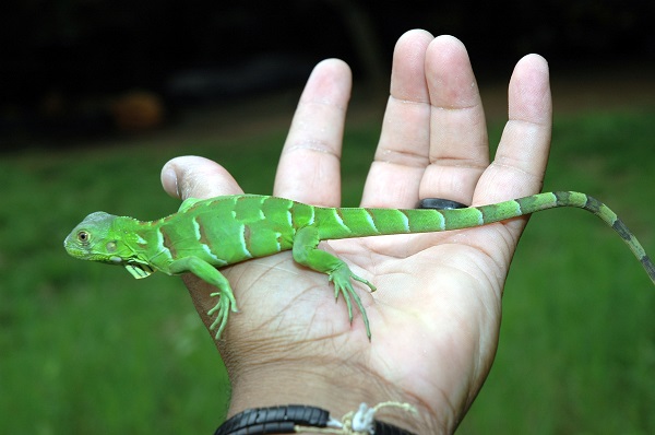 iguanas