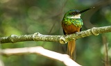 Ariramba-de-cauda-ruiva_foto_menor_chamada