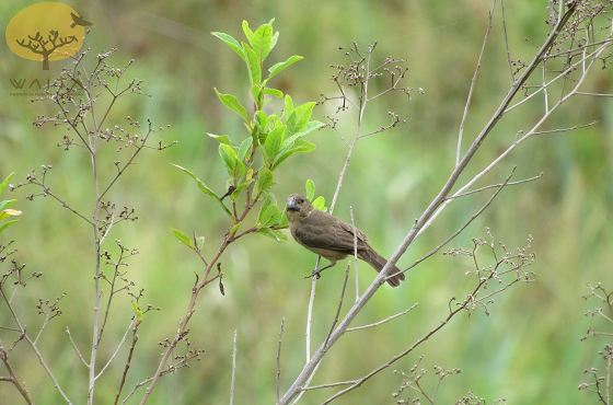 bicudo-aves-raras-dentro